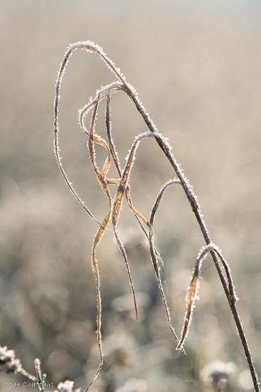 Cristaux de givre 2