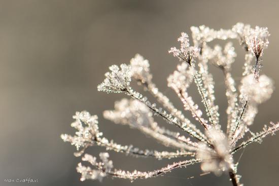 Cristaux de givre 3