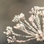 Cristaux de givre 3