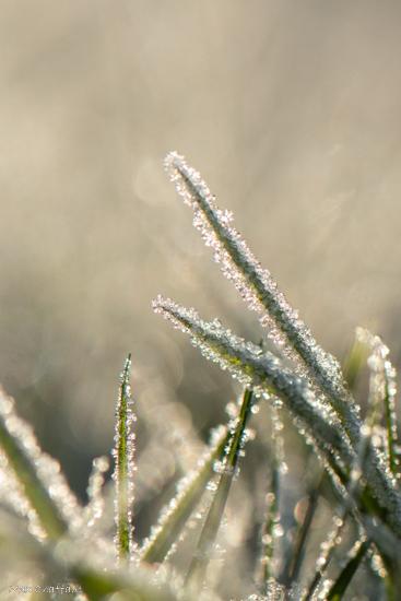 Cristaux de givre 4