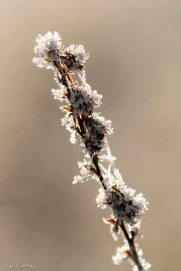 Cristaux de givre