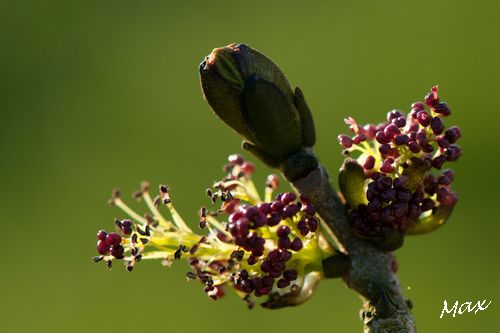 Eglivalmy1504 043c