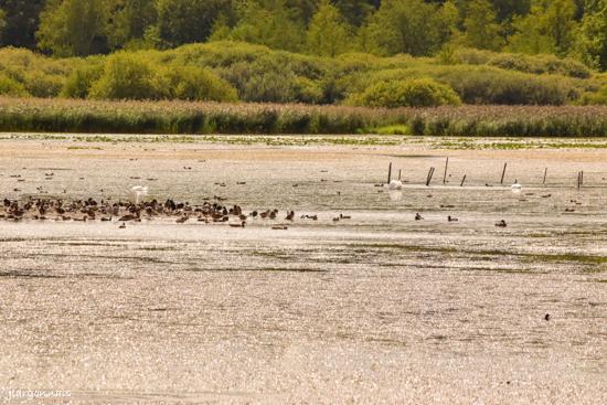 Etang belval en argonne 10