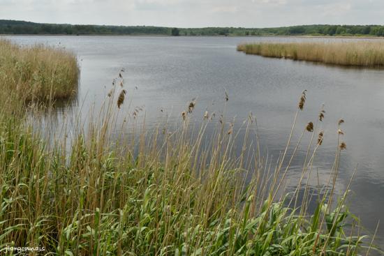 Etang belval en argonne 3