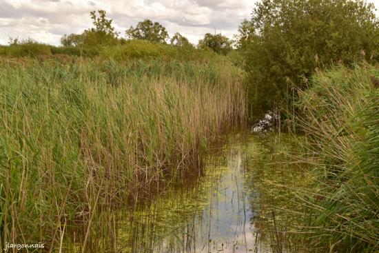 Etang belval en argonne 7