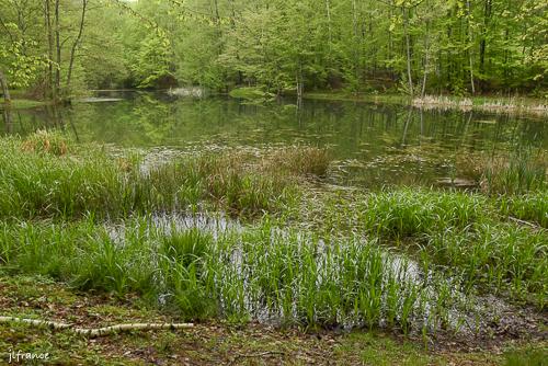 Etang de la linette 12