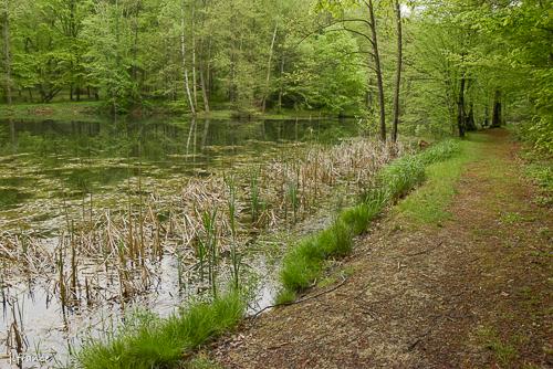 Etang de la linette 13