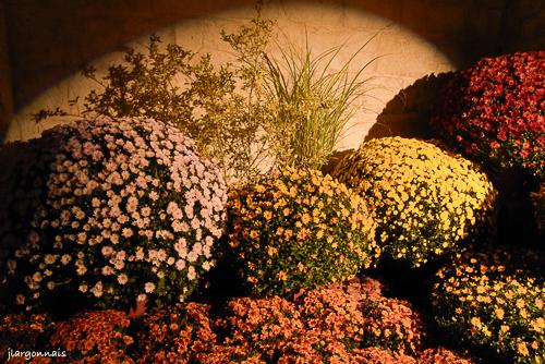Expo chrysanthe me 2025 12