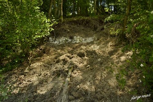 Foret sur gaize 2