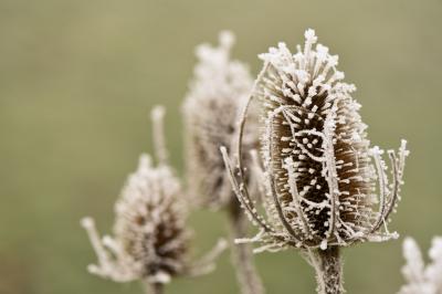 Givre1612 0059c