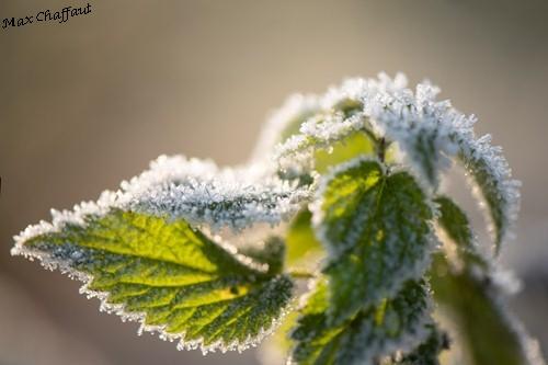 Givre20 11 0031c