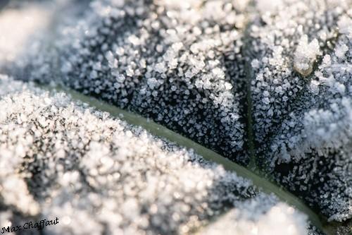 Givre20 11 0034c