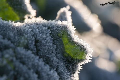 Givre20 11 0048c