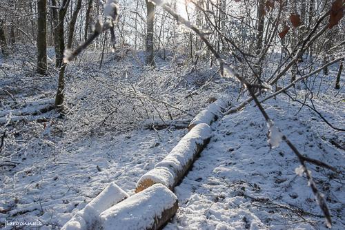 Hiver 2024 8