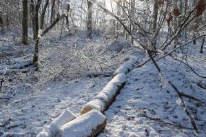 Hiver 2024 8