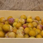 Mirabelles 2020 07 2 