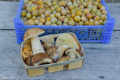 Mirabelles et ce pes