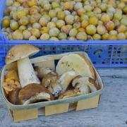 Mirabelles et ce pes