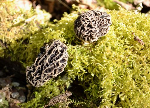 Morilles 2015 04 18 1