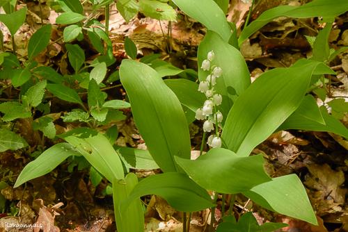 Muguet 2024 05 03 2