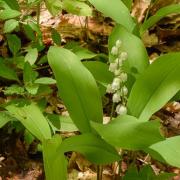 Muguet 2024 05 03 2