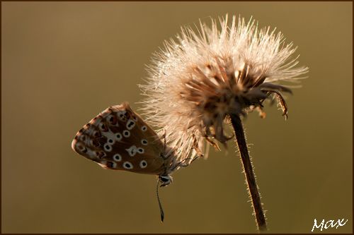 Papillons1408 102c