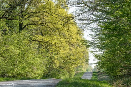 Printemps en argonne 3