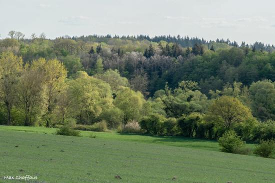 Printemps en argonne 6