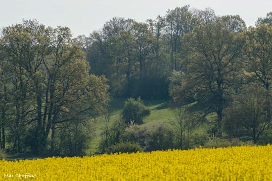 Printemps en argonne