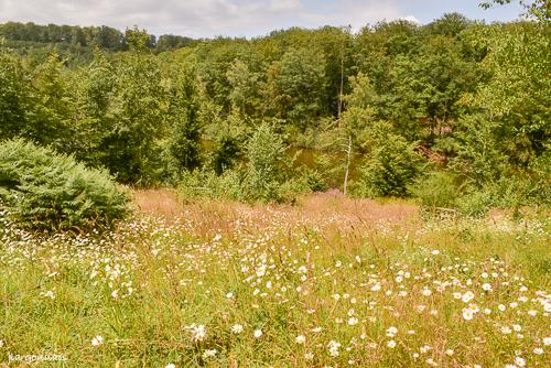 Route forestie re des etangs 13