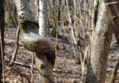 Sculptures naturelles