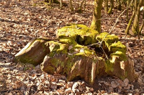 Scultures naturelles 1