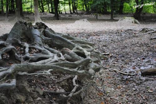 Scultures naturelles 10