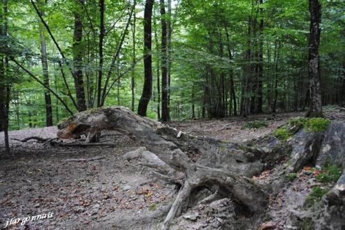 Scultures naturelles 12