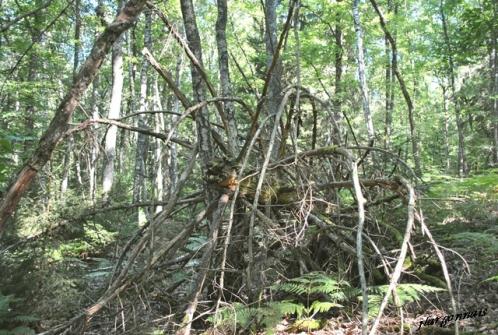 Scultures naturelles 2