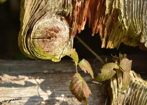 Scultures naturelles 3