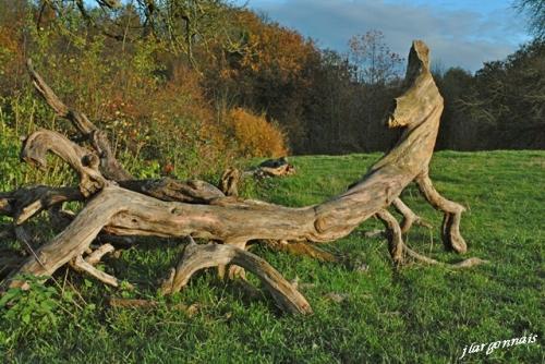 Scultures naturelles 4