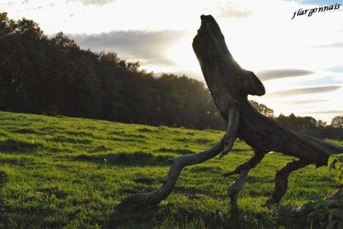 Scultures naturelles 6