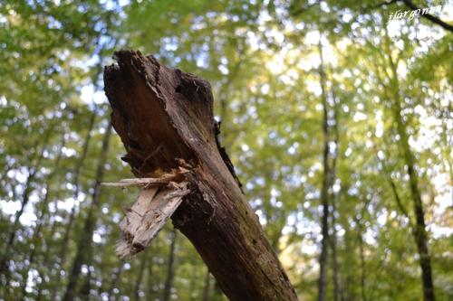 Scultures naturelles 8