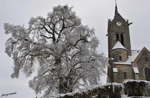 Tilleuls st thomas en argonne 4