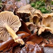 Trompette chanterelle 2019 12 27 1