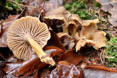 Trompette chanterelle 2019 12 27 1