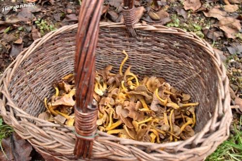 Trompette chanterelle 2019 12 27 2