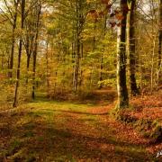 Varennes en argonne gr14 6