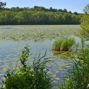 Viel etang de bairon 2013